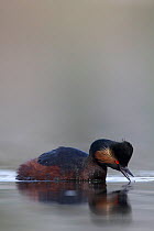 Black necked grebe (Podiceps nigricollis) portrait of an adult in breeding plumage catching mosquitoes from the water surface while foraging.The Netherlands.April 2014