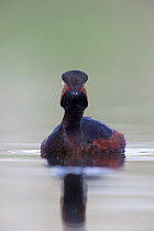 Black necked grebe (Podiceps nigricollis) portrait of an adult in breeding plumage. The Netherlands.April 2014