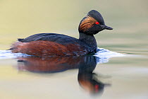 Black necked grebe (Podiceps nigricollis) portrait of an adult in breeding plumage. The Netherlands.April 2014