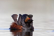 Black necked grebe (Podiceps nigricollis) adult spreading its wings during the courtship dance. This bird is waiting for the submerged partner to emerge from the water and perform a dance in front. Th...