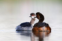 Black necked grebe (Podiceps nigricollis) pair performing their courtship ritual. This early in the breeding season one of the grebes is still in its winter plumage. The Netherlands.April 2014