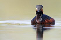 Black necked grebe (Podiceps nigricollis) portrait of an adult approaching a mosquito on the water surface while foraging. The Netherlands. April 2014