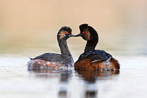 Black necked grebe (Podiceps nigricollis) pair during courtship performing their courtship dance in the mating season. The Netherlands. April 2014