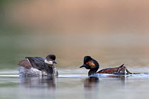 Black necked grebe (Podiceps nigricollis) pair performing their courtship dance in the mating season. This early in the breeding season, one of the birds is still in its winter plumage. The Netherland...