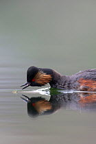 Black necked grebe (Podiceps nigricollis) catching a mosquito on the water surface while foraging. The Netherlands. April 2014