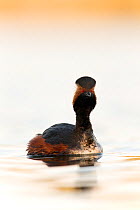 Black necked grebe (Podiceps nigricollis) portrait of an adult in breeding plumage. The Netherlands. April 2014