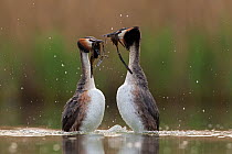 Great crested grebe (Podiceps cristatus) pair performing their 'weed dance' during the courting or mating season. The birds offer each other plant material as a present to confirm their bond. The Neth...