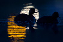 Black necked grebe (Podiceps nigricollis) pair silhouetted at night, with lights from city reflected in water, The Netherlands.May 2014