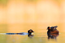 Black necked grebe (Podiceps nigricollis) pair courting. One bird is waiting with the wings spread while the other one is submerged and approaching. The Netherlands.May 2014