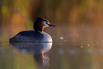 Great crested grebe (Podiceps cristatus) adult in the first morning light. The Netherlands.May 2014