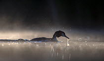 Great crested grebe (Podiceps cristatus) adult with a small fish on a misty morning. The Netherlands.May 2014