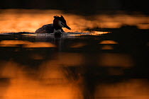 Great crested grebe (Podiceps cristatus) backlit adult bird at dawn. The Netherlands.May 2014