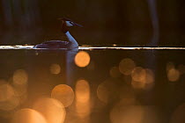 Great crested grebe (Podiceps cristatus) adult bird backlit with bokeh affect in foreground, The Netherlands.May 2014