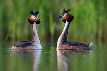 Great crested grebe (Podiceps cristatus) courting pair. The Netherlands.May 2014