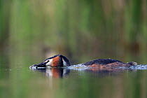 Great crested grebe (Podiceps cristatus) adult bird approaching its partner with plant material to perform their 'weed dance'. Mating season. The Netherlands.May 2014