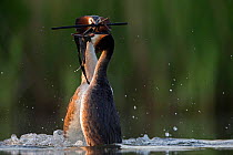 Great crested grebe (Podiceps cristatus) pair performing their spectacular 'weed dance' during the courting or mating season. The birds offer each other plant material as a present to confirm their bo...