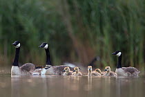 Canada goose (Branta canadensis) group of adults with young chicks. The Netherlands. June 2014