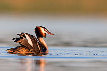 Great crested grebe (Podiceps cristatus) fluffing up its feathers, during courtship dance, whilst its mate dives underwater, The Netherlands. April.