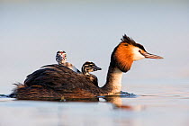 Great crested grebe (Podiceps cristatus) close-up of an adult with two young chicks. The Netherlands. June 2014
