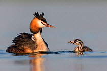 Great crested grebe (Podiceps cristatus) adult with a young chick on the back and another chick in the water. The Netherlands.June 2014