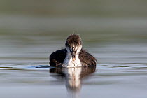 Coot (Fulica Atra) young chick. The Netherlands. June 2014
