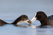 Coot (Fulica Atra) female feeding its chick. The Netherlands. June 2014