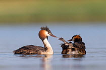 Great crested grebe (Podiceps cristatus) pair with chicks on the back of one begging for food, The Netherlands. June 2014