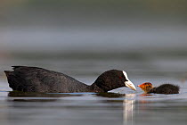 Coot (Fulica Atra) female feeding its chick. The Netherlands. June 2014