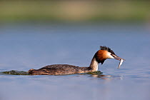 Great crested grebe (Podiceps cristatus) with fish to feed one of its chicks. The Netherlands. June 2014
