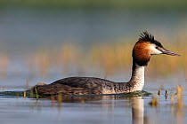 Great crested grebe (Podiceps cristatus) close-up in breeding plumage. The Netherlands.June 2014