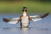 Great crested grebe (Podiceps cristatus) stretching its wings. The Netherlands. June 2014