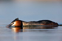 Great crested grebe (Podiceps cristatus) in a threathening posture trying to intimidate another grebe in a territorial dispute. Head low over the water and crest erected. The Netherlands. April.