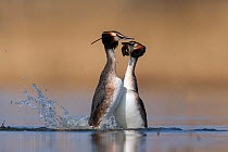 Great crested grebe (Podiceps cristatus) pair performing their 'weed dance' in which they take a vertical position in front of each other and offer plant material to each other. The Netherlands. March...