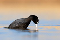 Adult Coot (Fulica atra) diving for food. The Netherlands. March 2013.