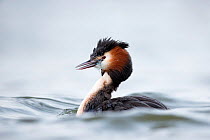 Great crested grebe (Podiceps cristatus) with discarded fishing net around the neck. The Netherlands. April.