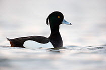 Tufted duck (Aytha fuligula) portrait of a male in breeding plumage. The Netherlands. April..