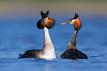 Great crested grebe (Podiceps cristatus) pair performing their courtship dance in which they mimic each other&#39;s movements. The Netherlands. April.