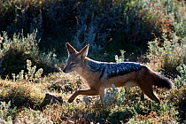 Black-backed jackal (Canis mesomelas) walking through scrub in early morning light, Karoo, South Africa.