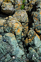 Pre-Cambrian age Pillow lava of the Gwna Group, formed as hot lava flowed into the sea. Lens cap for scale. Newborough, Anglesey, Wales.