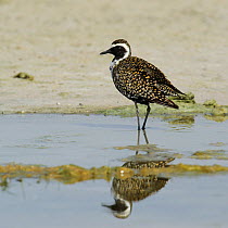 Pacific golden plover (Pluvialis fulva) in breeding plumage, during migration, Oman, May.