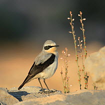 Northern wheatear (Oenanthe oenanthe) male on rock during migration, Oman, April.