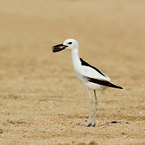Crab plover (Dromas ardeola) with food for chick, Oman, June.