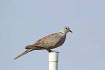 Eurasian collared dove (Streptopelia decaocto) perched, Oman, April.