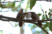 Jungle babbler (Turdoides striata) two on branch, India, January.