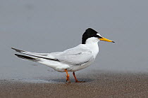 Little tern (Sternula albifrons) on beach during migration, Oman, April.