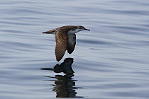Persian shearwater (Puffinus persicus) flying low over water, Oman, May.