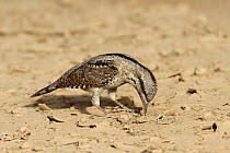 Eurasian wryneck (Jynx torquilla) feeding on ground, during spring migration, Oman, April.