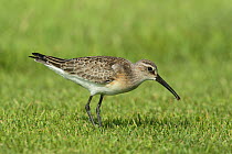 Curlew sandpiper (Calidris ferruginea) with insect, Oman, September.