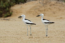 Crab plover (Dromas ardeola) with food for chick, Oman, June.