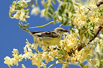 Nile valley sunbird (Hedydipna metallica) female feeding, Oman, February.